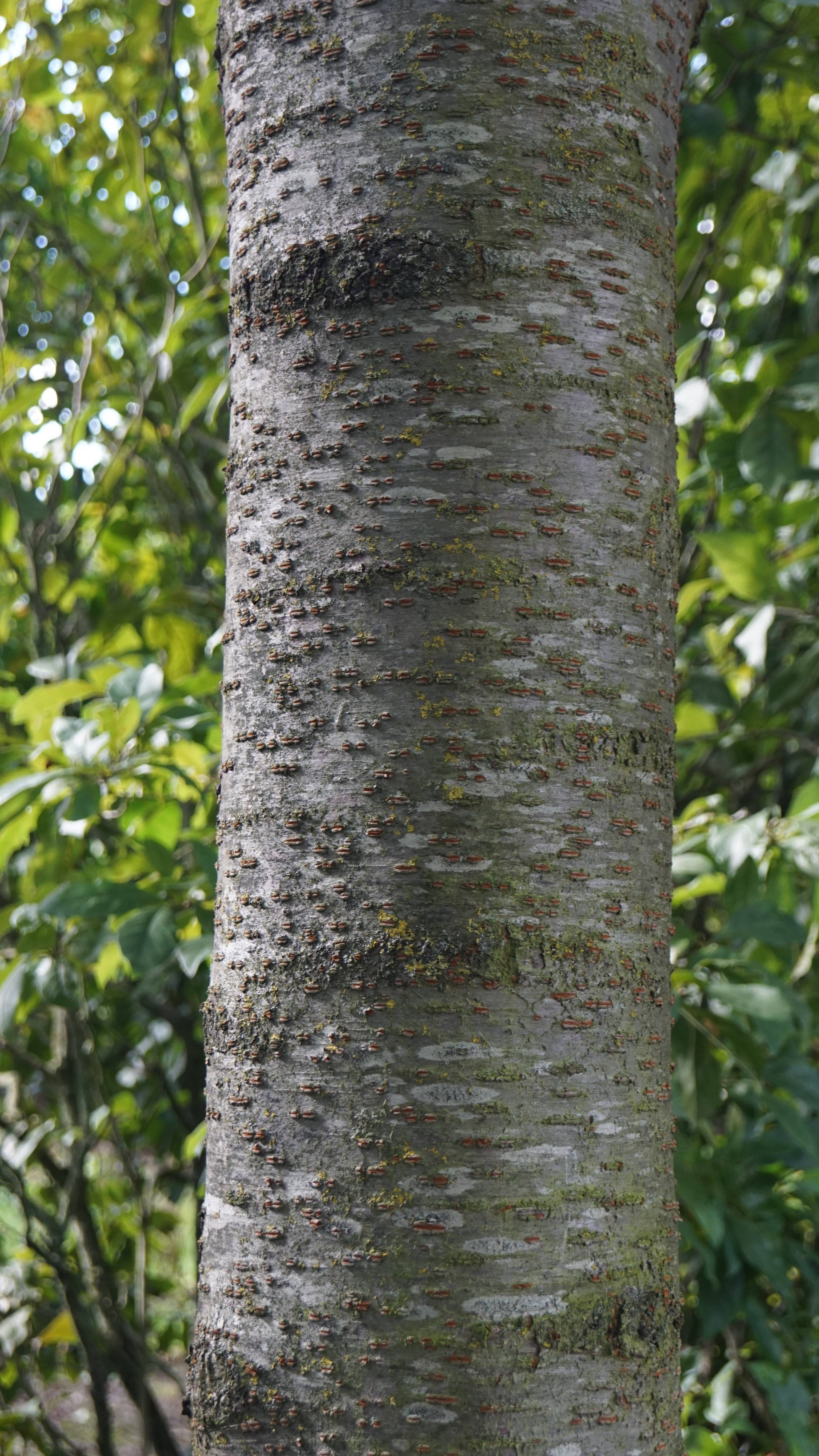 Prunus yedoensis (5)
